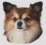 Long-Haired Chihuahua 1 (image for) Long-Haired Chihuahua 1